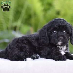 Tilly, Cavapoo Puppy