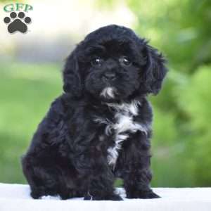 Tilly, Cavapoo Puppy