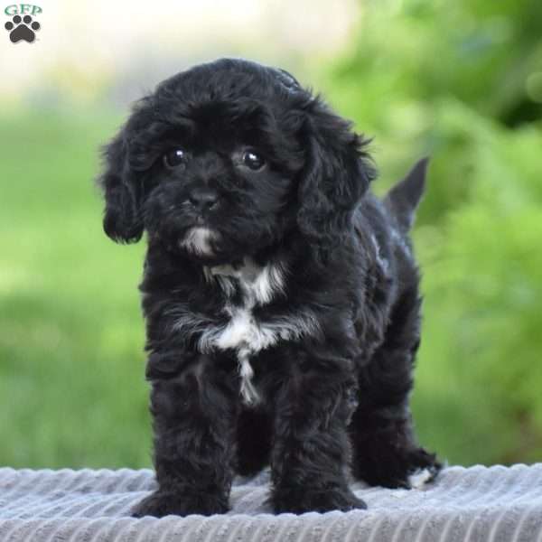 Tilly, Cavapoo Puppy