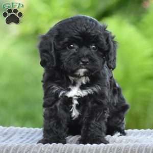 Tilly, Cavapoo Puppy