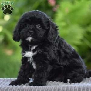 Tilly, Cavapoo Puppy