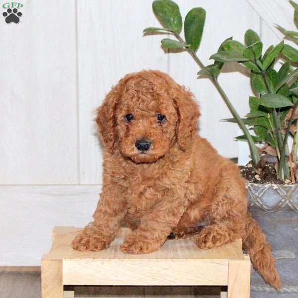 Timmy, Toy Poodle Puppy