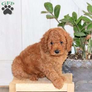 Timmy, Toy Poodle Puppy