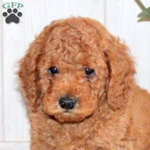 Timmy, Toy Poodle Puppy