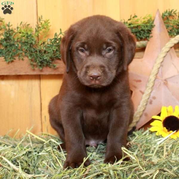 Timothy, Chocolate Labrador Retriever Puppy