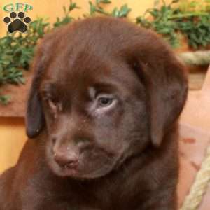 Timothy, Chocolate Labrador Retriever Puppy
