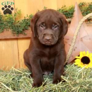 Timothy, Chocolate Labrador Retriever Puppy