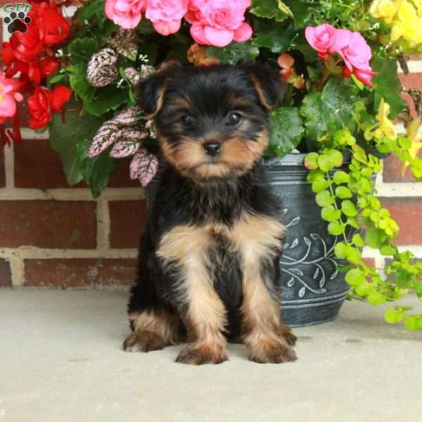 Tina, Yorkie Puppy