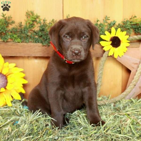 Tina, Chocolate Labrador Retriever Puppy