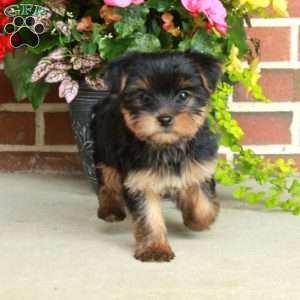 Tina, Yorkie Puppy