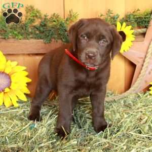 Tina, Chocolate Labrador Retriever Puppy