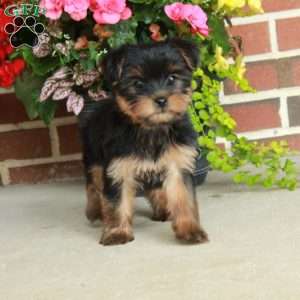 Tina, Yorkie Puppy