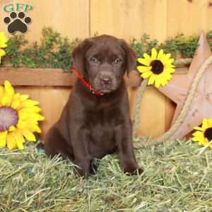 Tina, Chocolate Labrador Retriever Puppy