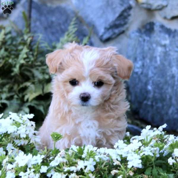 Tina, Maltipoo Puppy
