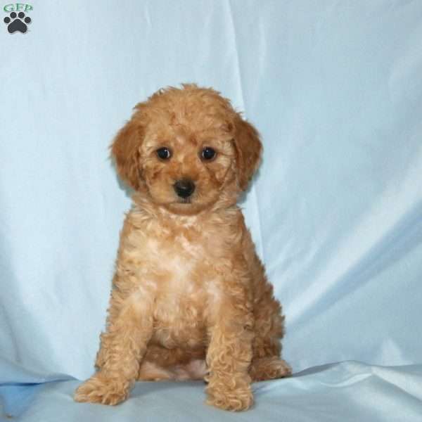 Tina, Miniature Poodle Puppy