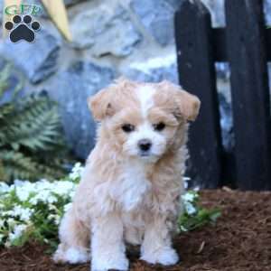 Tina, Maltipoo Puppy