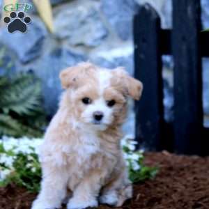 Tina, Maltipoo Puppy
