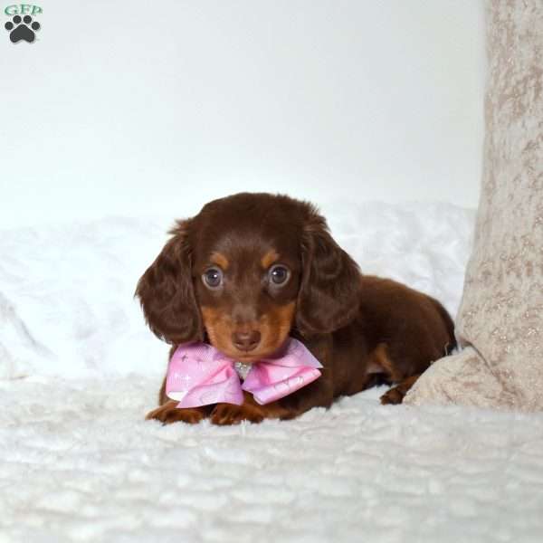 Tinker, Dachshund Puppy