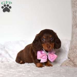 Tinker, Dachshund Puppy