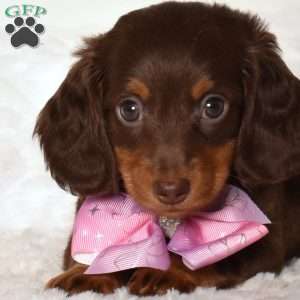 Tinker, Dachshund Puppy