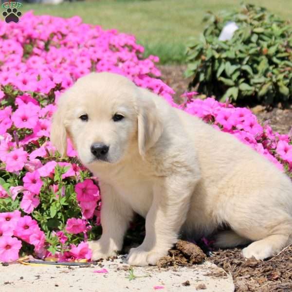 Tito, Golden Retriever Puppy