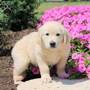 Tito, Golden Retriever Puppy