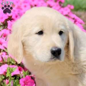 Tito, Golden Retriever Puppy