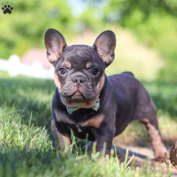 Toby, French Bulldog Puppy