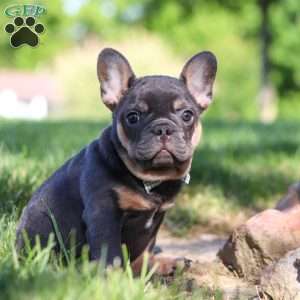 Toby, French Bulldog Puppy