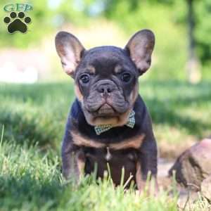 Toby, French Bulldog Puppy