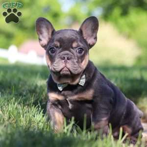 Toby, French Bulldog Puppy