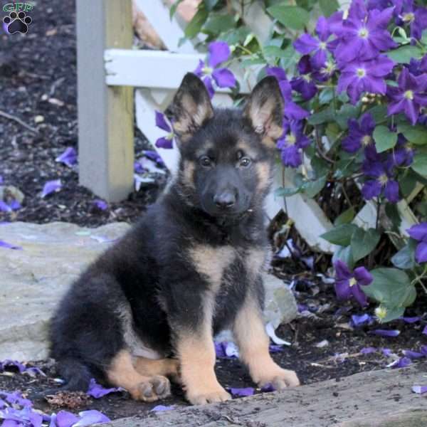 Toby, German Shepherd Puppy