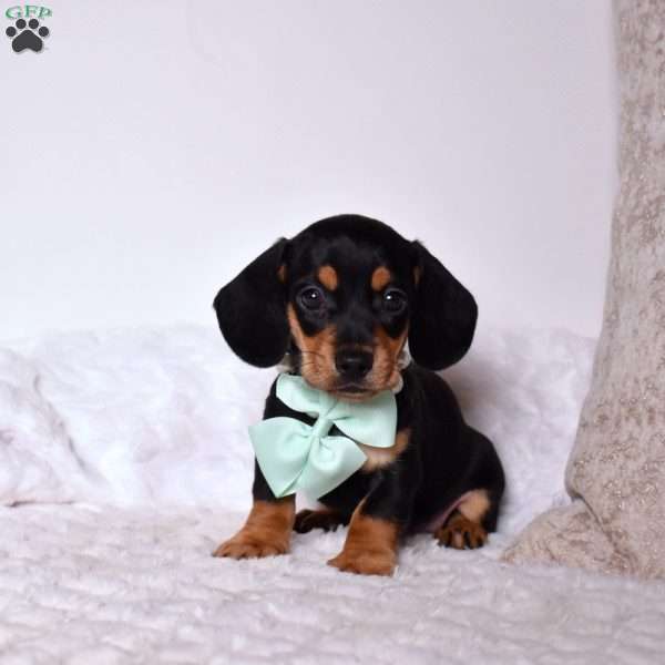 Toby, Dachshund Puppy
