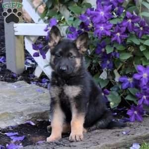 Toby, German Shepherd Puppy