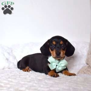 Toby, Dachshund Puppy