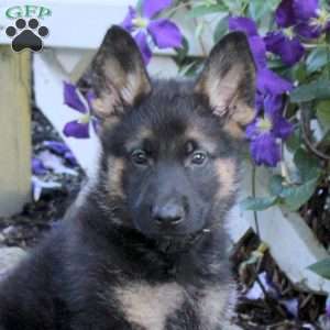 Toby, German Shepherd Puppy
