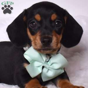 Toby, Dachshund Puppy
