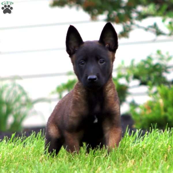 Toby, Belgian Malinois Puppy