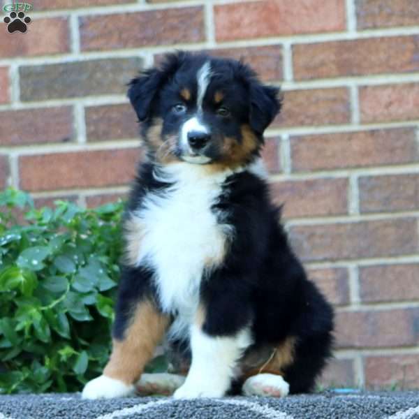 Toby, Australian Shepherd Puppy
