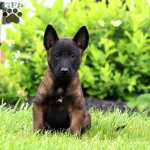 Toby, Belgian Malinois Puppy