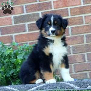 Toby, Australian Shepherd Puppy