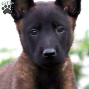 Toby, Belgian Malinois Puppy