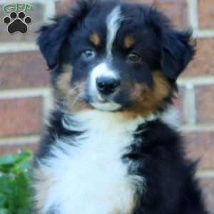 Toby, Australian Shepherd Puppy