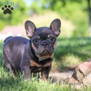 Toby, French Bulldog Puppy