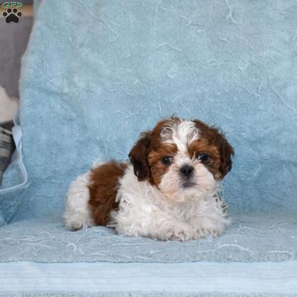 Toffee, Shih Tzu Puppy