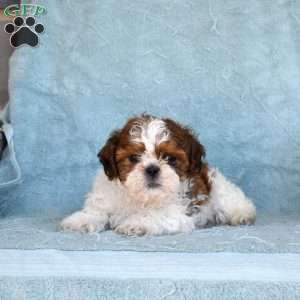 Toffee, Shih Tzu Puppy