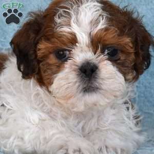 Toffee, Shih Tzu Puppy
