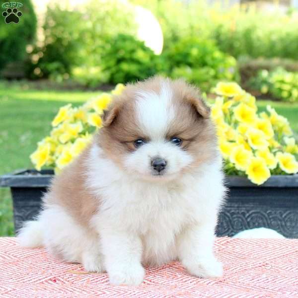 Toffee, Pomeranian Puppy