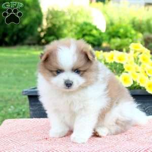 Toffee, Pomeranian Puppy