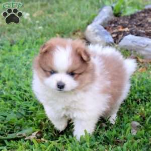 Toffee, Pomeranian Puppy